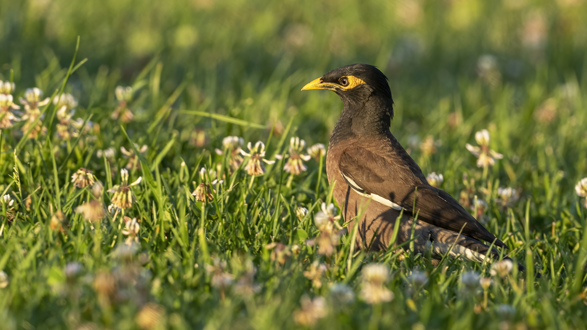 Common Myna